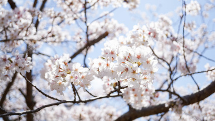 Obraz premium 咲き乱れる桜