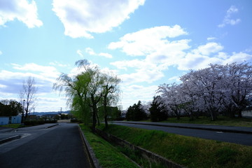 桜～運動公園～