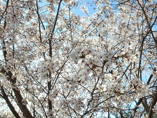 Cherry blossoms, 벚꽃