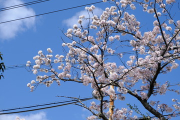 桜～運動公園～