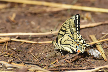 Swallowtail butterfly, Papilio machaon. Yellow swallowtail butterfly in nature