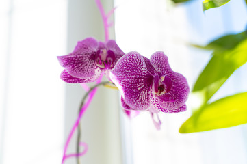 Close-up orchids on a window by the light of the sun