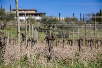 Spring vineyard landscape in the italian countryside. Spring preparations. Spring chores