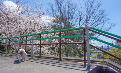 公園と桜とフレンチブルドッグ