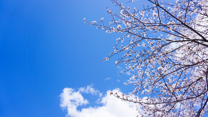 春の青空に咲き乱れる桜