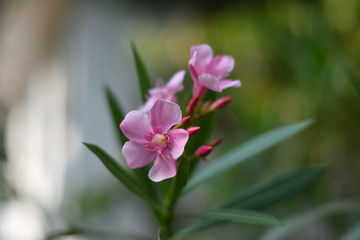 Fototapeta na wymiar Nerium oleander - Arali flower