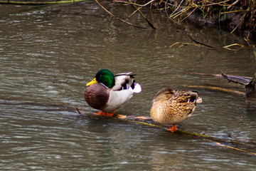 Wild ducks in a city park in spring