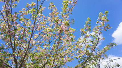 ピンクの花と緑の若葉が美しい桜の木