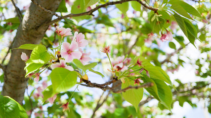 ピンクの花と緑の若葉が美しい桜の木