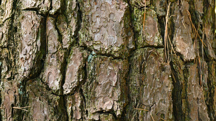 背景・テクスチャ用の松の樹皮