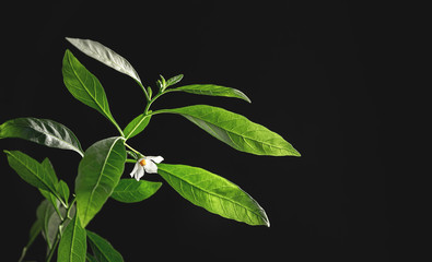 white small flower on a branch of green leaves on a black background