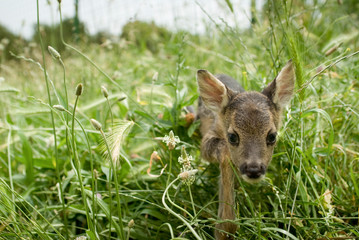 Portrait de petits chevreuils au milieu d'une foret en Europe durant l'été.