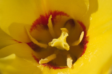 Tulipan - budowa kwiatu - pręciki i słupek © Ola i Eryk