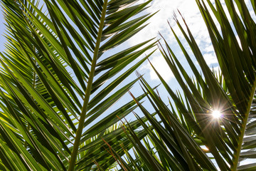 Obraz na płótnie Canvas Palm tree leaves