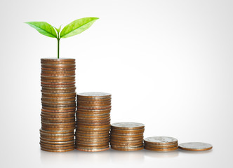 green seed growth on coins stack with white background. money saving. business investment successful growing concept.
