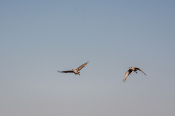 Sandhill Cranes in Flight