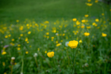 Small yellow flowers at  on blurred fresh green field background , copy space , wallpaper