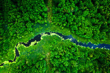 Amazing blooming algae on the river, flying above - obrazy, fototapety, plakaty