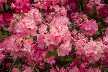 Beautiful scene of pink flowers with sunlight for background and wallpaper , copy space