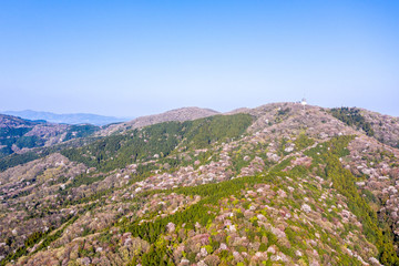 山桜が満開の宝篋山　茨城県　ホウキョウサン