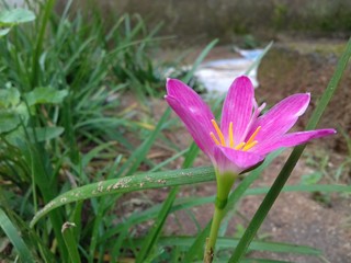 Beautiful pink flower