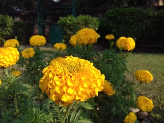 Marigold