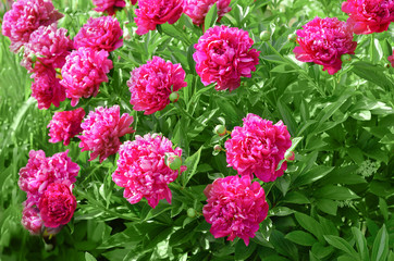 Beautiful peonies in the garden