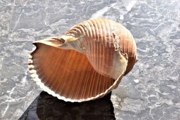 Tonna galea. Conchiglia di un mollusco gasteropodi più grande del Mediterraneo,  25 cm di lunghezza. Sicilia 