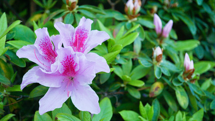 ピンクの花と野草