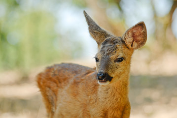 Portrait de petits chevreuils au milieu d'une foret en Europe durant l'été.