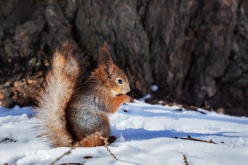 squirrel