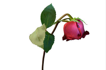 There is a withered rose on the white background