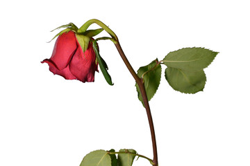 There is a withered rose on the white background
