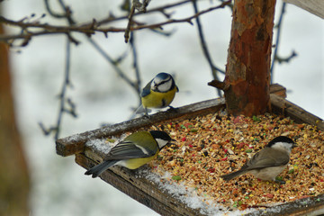 Obraz na płótnie Canvas Blue tit eating seeds on fodder rack in winter together with great tit and marsh tit