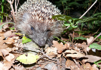 Hedgehog in forest at night close up