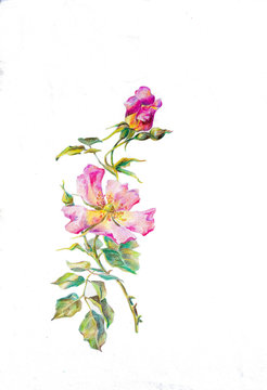 Pencil drawing of a rosehip branch with a blossoming pink flower with a bud. Drawing on a white background.