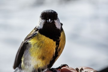 Tits