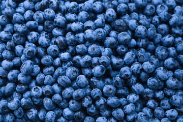 Fresh blueberry background. Texture blueberry berries close up.