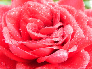 pink rose close up
Rose in the dew