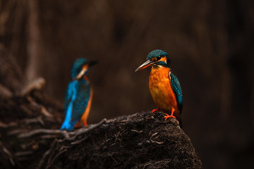 Common kingfisher on a dead tree with dark background.