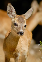 Portrait de petits chevreuils au milieu d'une foret en Europe durant l'été. © Guillaume Leray