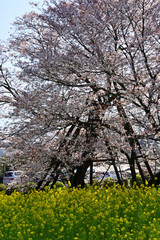 Fototapeta premium The cherry blossoms are in full bloom