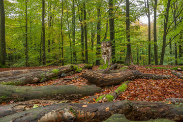 The remains of an old tree rotting in the forest