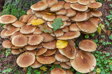 Honey Agaric mushrooms growing on a tree in autumn forest. Group of wild mushrooms Armillaria
