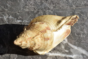  Tritone,  (Charonia tritonis (Linnaeus, 1758)) è un mollusco gasteropode appartenente alla famiglia Ranellidae, una conchiglia che può raggiungere grandi dimensioni. Sicilia mare mediterraneo