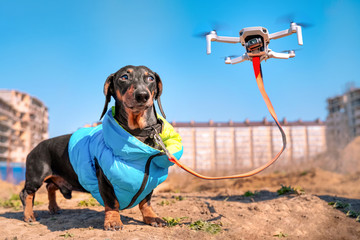 Drone walks the dog remotely. Technological of the future. How to walk with pets while you are in...