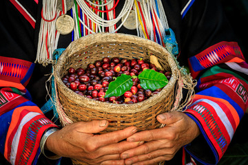 raw coffee beans in basket and holding hand farmers