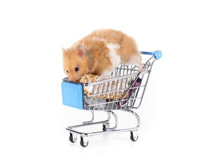 This thrifty hamster sits in a shopping cart with food. The concept of buying goods.