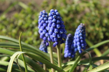 the blossom of a blue pearl hyacinth (Muscari)