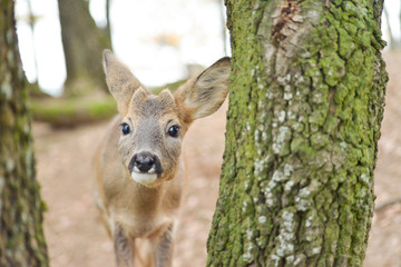 Portrait de petits chevreuils au milieu d'une foret en Europe durant l'été.